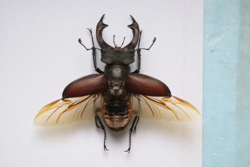 Etalage sp.