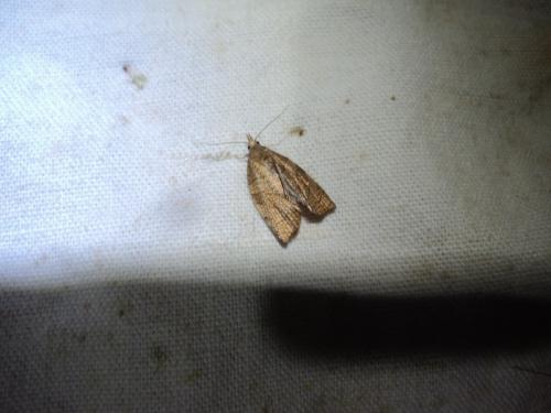 Réf. 128 716 : Pandemis corylana