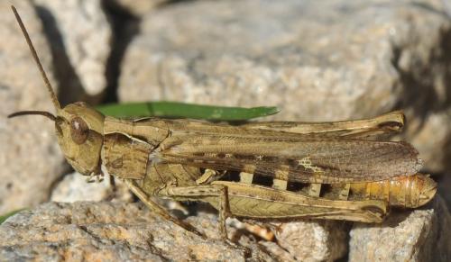Chorthippus sp.
