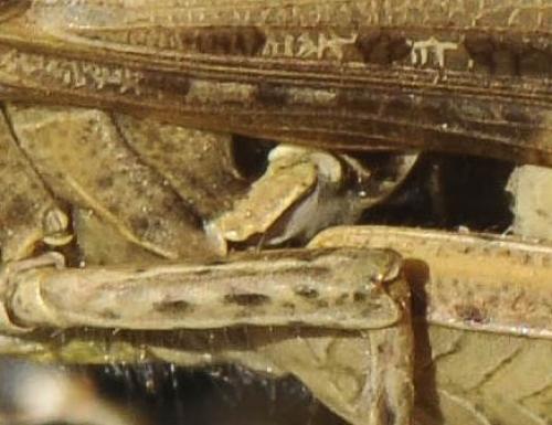 Chorthippus sp.