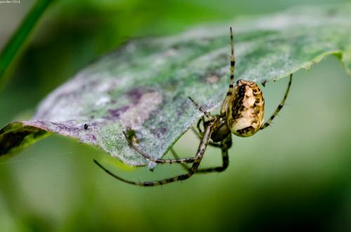 Metellina sp.