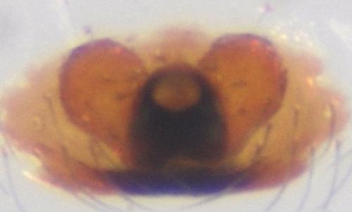 Réf. 128 080 : Cryptachaea riparia
