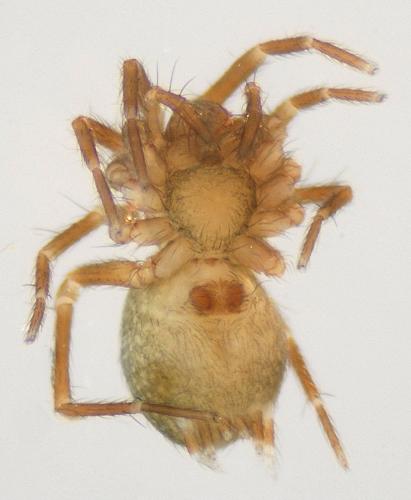 Iberina montana