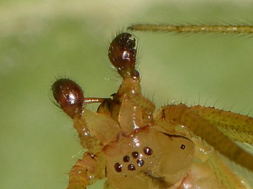 Enoplognatha latimana