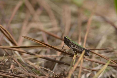 Omocestus rufipes