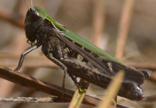 Réf. 128 287 : Omocestus rufipes