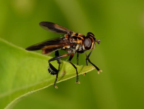 Trichopoda pictipennis