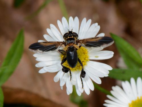 Trichopoda pictipennis