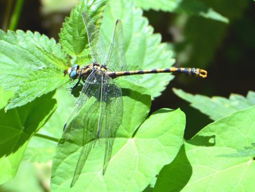 Onychogomphus uncatus