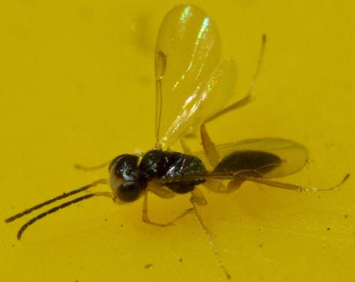Réf. 128 689 : Aphelopus sp.