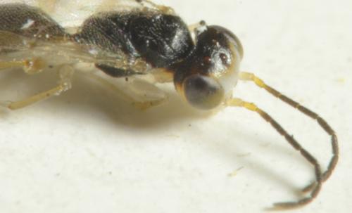 Aphelopus sp.