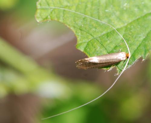Nematopogon sp.