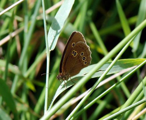 Réf. 128 050 : Aphantopus hyperantus