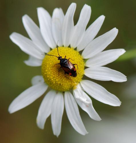 Deraeocoris ruber