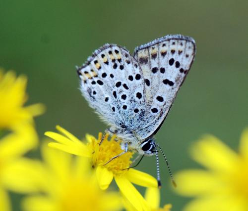 Lycaena tityrus