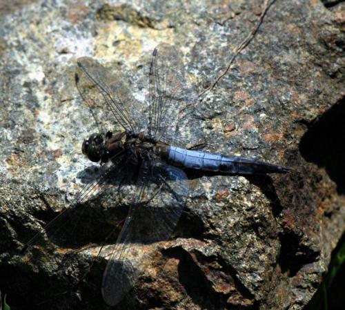 Orthetrum cancellatum