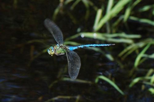 Anax imperator