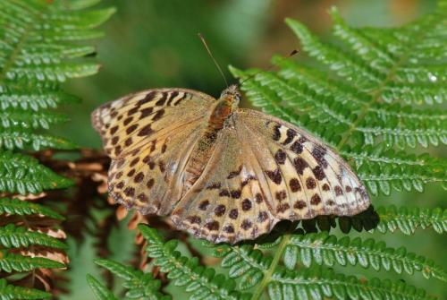 Argynnis paphia