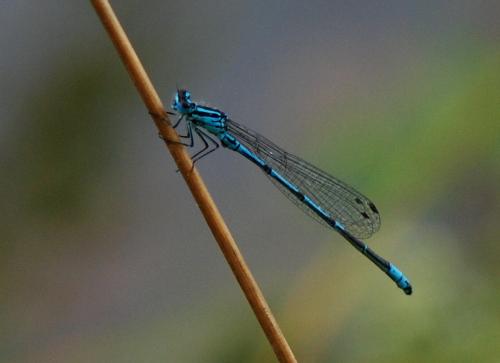 Coenagrion puella