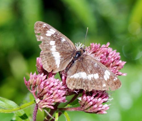 Limenitis camilla
