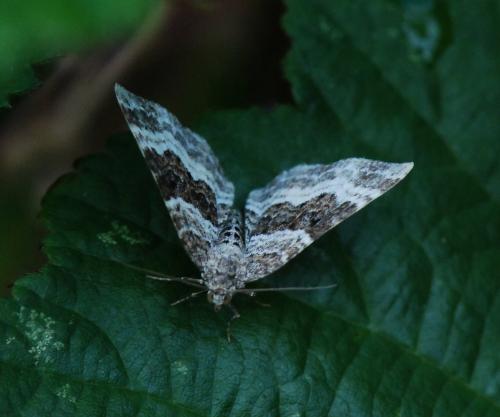 Epirrhoe alternata