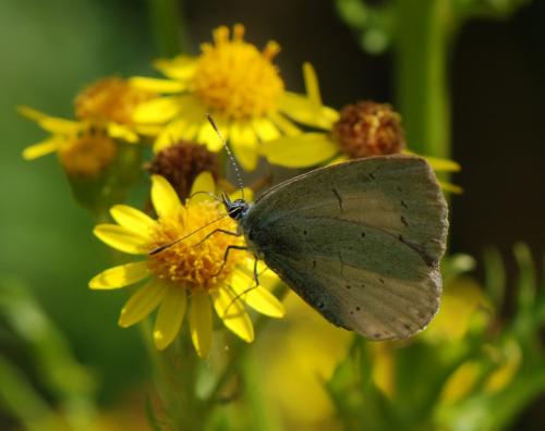 Celastrina argiolus
