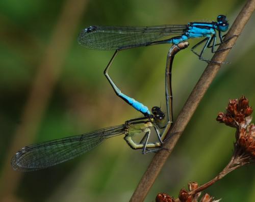 Ischnura elegans