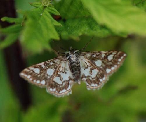 Réf. 128 112 : Elophila nymphaeata