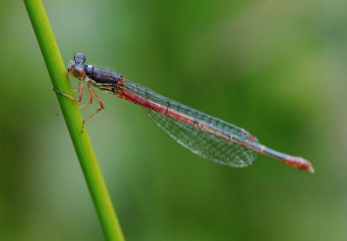 Ceriagrion tenellum