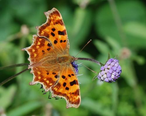 Réf. 128 230 : Polygonia c-album