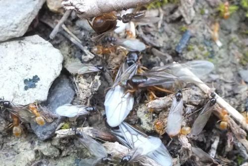 Lasius sp.