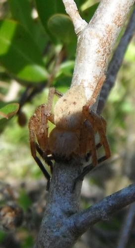 Olios argelasius