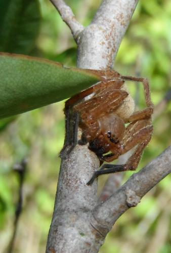 Olios argelasius
