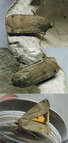 Noctua orbona