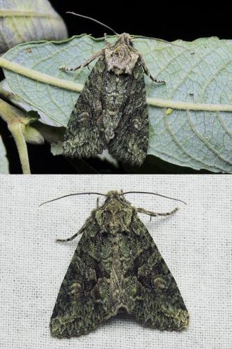 Dryobotodes eremita