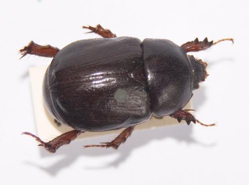 Réf. 128 842 : Pentodon algerinum