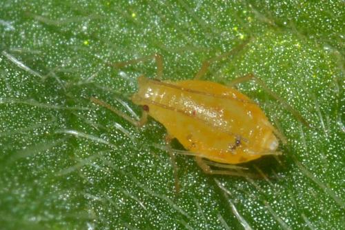 Dysaphis ranunculi