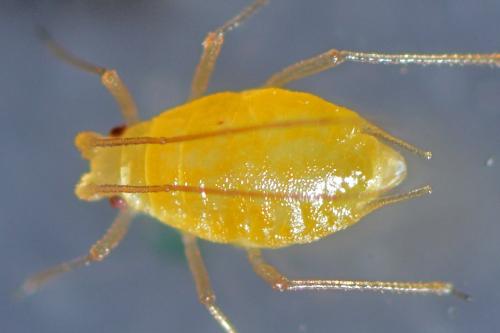 Dysaphis ranunculi