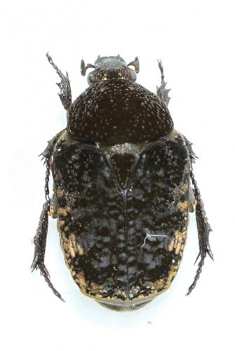 Anthracophora eddai rongi