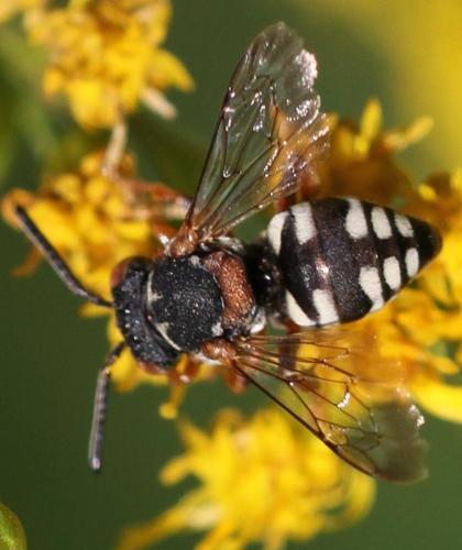 Epeolus cruciger