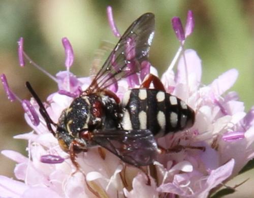 Réf. 128 330 : Epeolus sp.