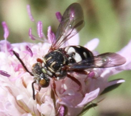 Réf. 128 332 : Epeolus sp.