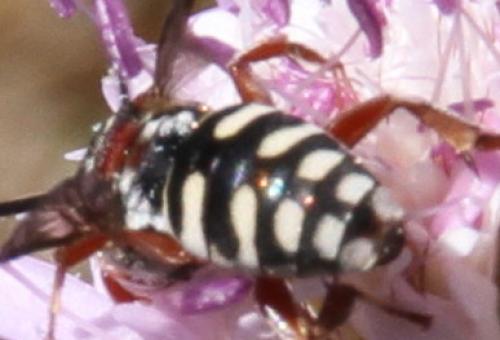 Réf. 128 333 : Epeolus sp.