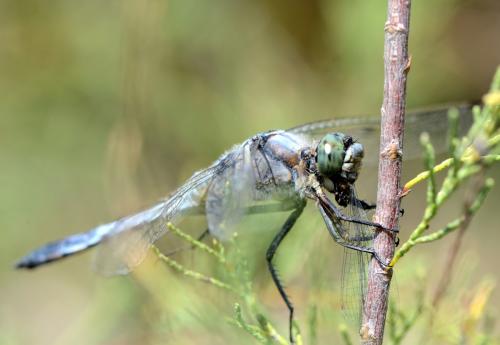 Orthetrum cancellatum