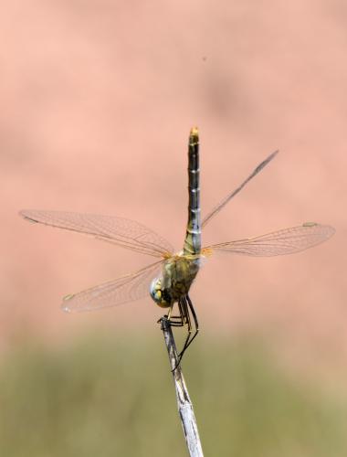 Réf. 128 369 : Sympetrum fonscolombii