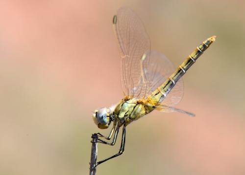 Sympetrum fonscolombii