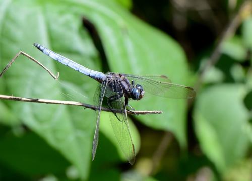 Réf. 128 585 : Orthetrum coerulescens