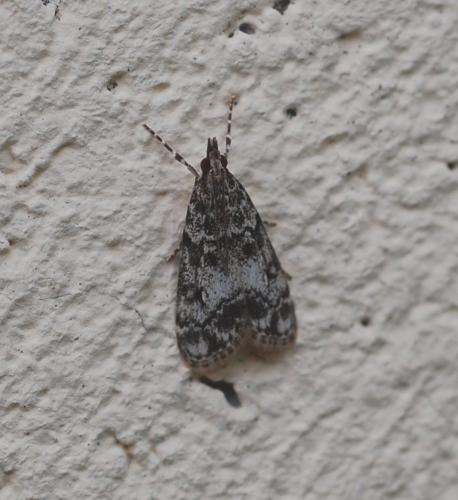 Réf. 128 441 : Eudonia lacustrata