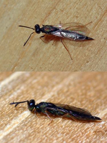 Réf. 128 447 : Calosota acron