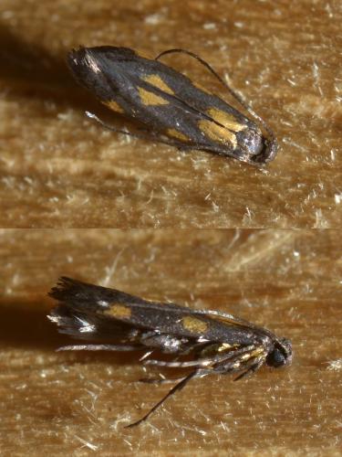 Réf. 128 031 : Euspilapteryx auroguttella